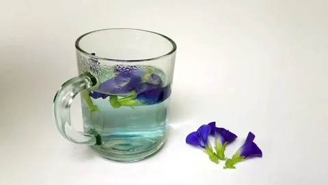 Time lapse, medicinal herb, telang, teleng flower or clitoria ternatea Stock Footage 220105460