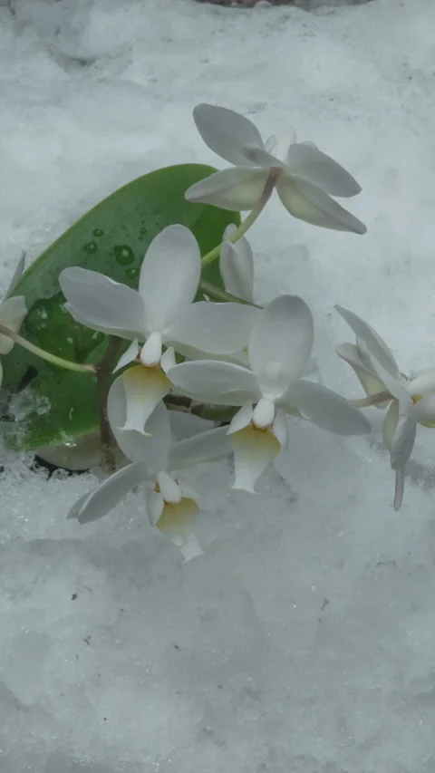 Time lapse of melted snow turning into liquid water and revealing a white flower Stock Footage 274188515
