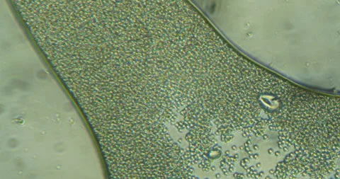 Time Lapse Microscopic View Of Yeast Cells Growing Budding And Moving Under.. Stock Footage 348024034