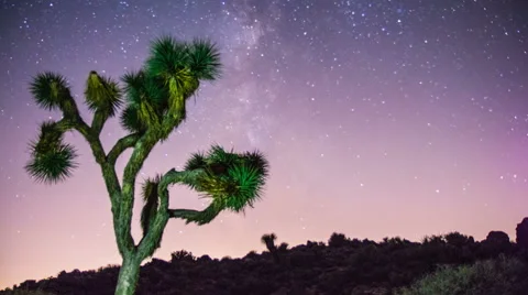 Time Lapse - Milky Way Galaxy Over the Joshua Tree Stock Footage 64239587