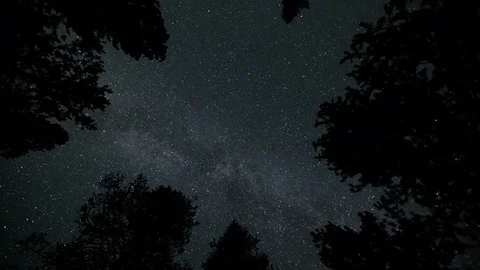 Time lapse of milky way galaxy stars moving across an opening in a pine forest Stock Footage 79378043