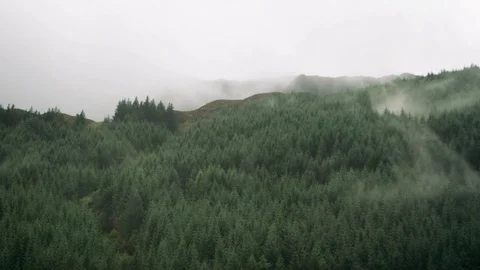 Time-lapse of mist moving over green forest 스톡 동영상 81539441