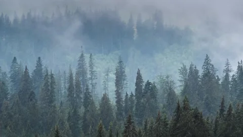 Time lapse of misty fog rolling over pine tree forest in mountains Stock Footage 152716557