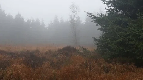 Time lapse of misty forest Stock Footage 86215996