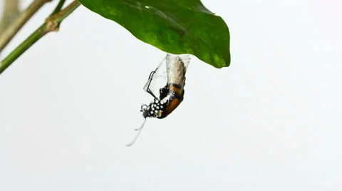 Time Lapse Monarch butterfly emerging 库存影片 35690818
