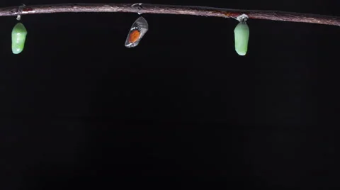 Time Lapse of Monarch butterfly emerging from cocoon on black background Stock Footage 66881902