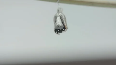 Time-lapse monarch butterfly emerging from chrysalis Vídeos de archivo 113381375