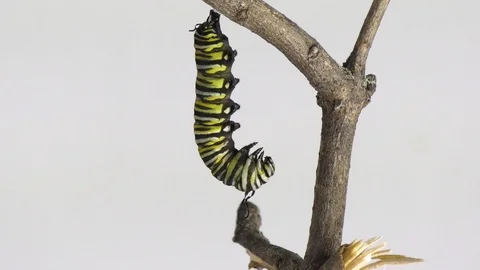 time lapse of monarch caterpillar turning into chrysalis Stock Footage 97467231