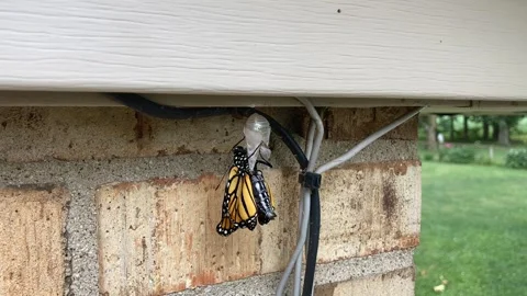 Time Lapse Monarch Emerging from Chrysalis Stock Footage 247911887