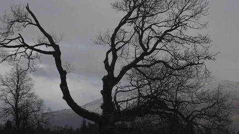Time lapse of moody sky and bare tree Stock Footage 71387069