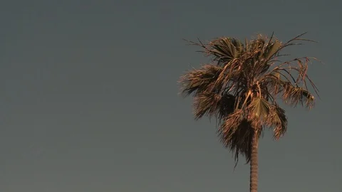 Time Lapse of the Moon and a Palm Tree on a Sunny Los Angeles Afternoon 動画素材 86806759