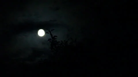 Time Lapse moon and tree Stock Footage 26118310