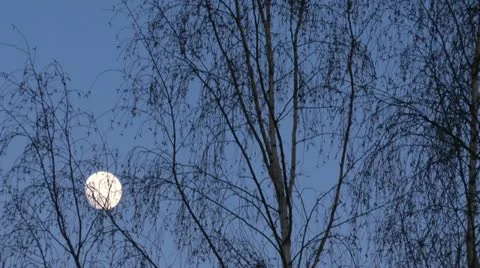 Time-lapse of moon behind the trees 6 Stock Footage 11339793