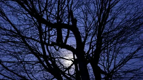 Time Lapse: Moon Behind Winter Tree Stock Footage 12661356
