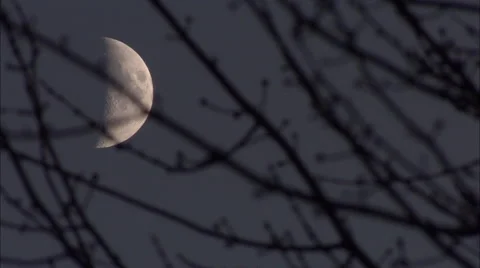 Time Lapse of Moon in Front of Tree Branches HD Video Vídeo Stock 57964864