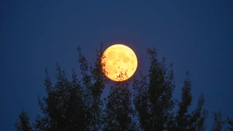 Time lapse of moon motion rising at night through trees at pitch black night Video stock 160011226