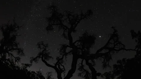 Time Lapse of Moon passing through Joshua Tree - 4K Stock Footage 25691687