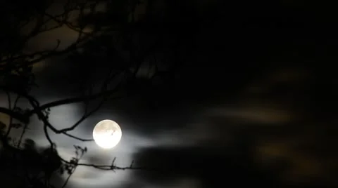 Time lapse moon passing through trees Stock Footage 50685923