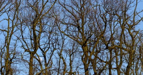 Time-lapse moon rise thru oak forest. Stock Footage 133178747