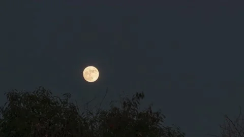 Time-Lapse Of A Moon Rising Behind The Trees Stock Footage 142230197