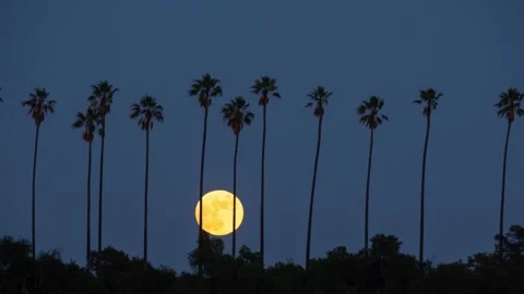 Time lapse of the moon rising from behind a row of palm trees Stockbeeldmateriaal 145584281
