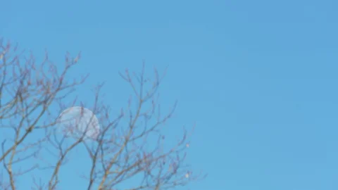 Time-lapse of moon rising during day through empty branch Stock Footage 128768519