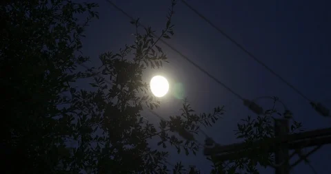 Time Lapse of Moon Rising Through the Trees Stock-Footage 115752261