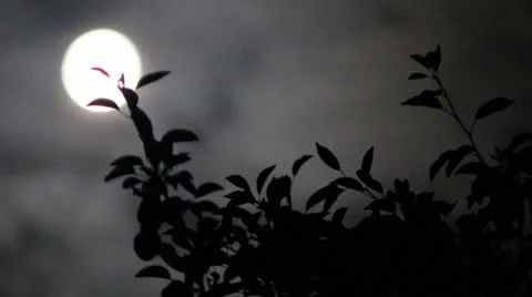 Time Lapse moon tree Stock Footage 26117701