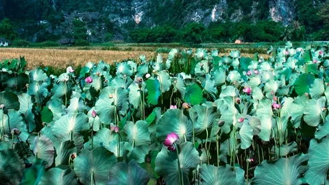 Time Lapse of Moonlight Shadows in a Lotus Pond in Ninh Binh Vietnam Stock Footage 88430589