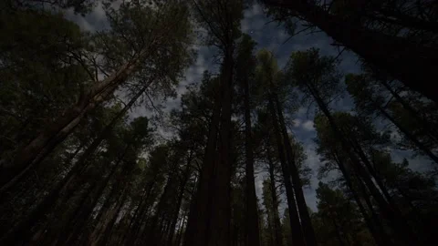 Time lapse of moonlight shadows moving across towering pine trees Stock Footage 154777634