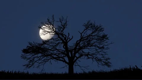 Time lapse. Moonlit Tree Silhouette Against Night Sky With Full Moon Stock Footage 320288493