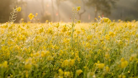 Time lapse of Morning Sun shine at Mustard Field, Assam, India Stock Footage 129372977