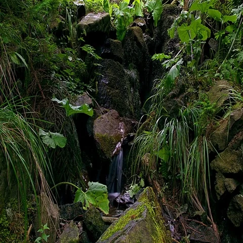 Time lapse of Moss On The Rocks Forest Stream Stock Footage 69512825