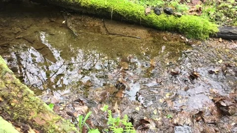 Time lapse of mossy forest creek with reflection of tall trees in water Stock Footage 239670486