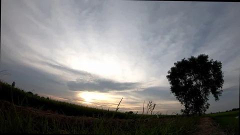 Time lapse motion Rice sway in the wind and clouds moving fast in the evening Stock Footage 130122498