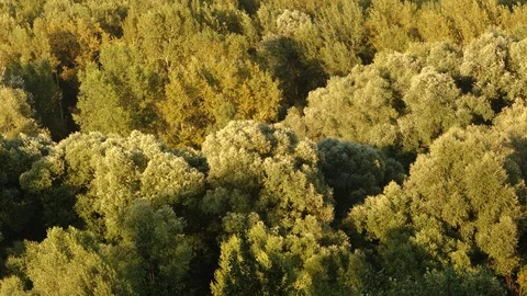 TIME-LAPSE: Motion of shadows on a top of trees Stock Footage 93725404