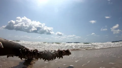 Time lapse motion Shells on branches and waves of the sea that hit Stock Footage 131384559
