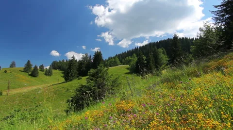 Time lapse, Mountain view of pine forest trees and flower field, moving clouds Video stock 56253346