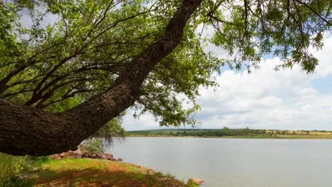 Time lapse move along tree branch next to dam with wind moving branch and water Stock Footage 152905768
