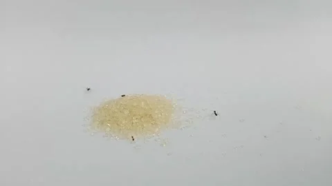 Time lapse of the movement of ants eating sugar Stock Footage 291405273