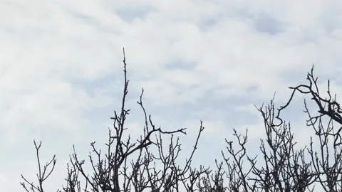 Time-lapse of the movement of bare branches against the background of moving 스톡 동영상 235653729