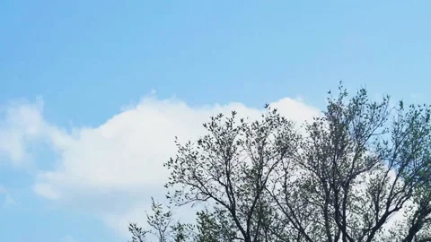 Time lapse of the movement of beautiful white clouds over a spring tree Vídeos de archivo 237851463