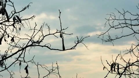 Time lapse of the movement of clouds in the blue sky, view through the branc 스톡 동영상 238059966