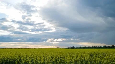 Time-lapse movement of clouds over a rapeseed field. flowering rapeseed Stock Footage 155893428