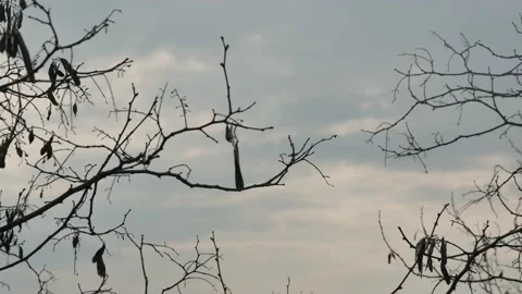 Time lapse of the movement of clouds in the sky, view through the branches 스톡 동영상 238059964