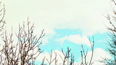 Time lapse of the movement of large beautiful white clouds over bare branche Vídeos de archivo 237003375