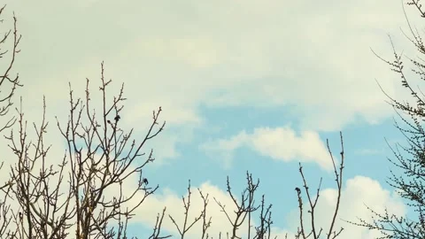 Time lapse of movement of large white clouds over bare branches Vídeo Stock 237003324