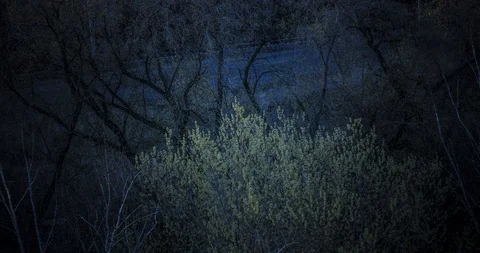 Time lapse of the movement of tree branches in the forest on a summer day. Stock-Footage 129630034