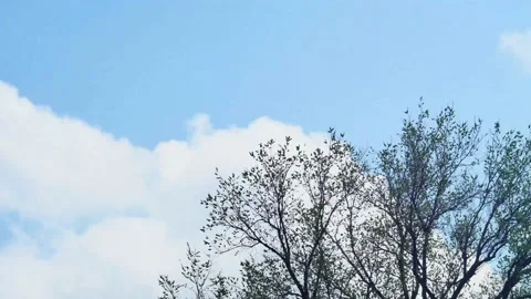 Time lapse of the movement of white clouds over a spring tree Vídeos de archivo 237851467