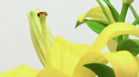 Time lapse movement of yellow flower Stock-Footage 47114404